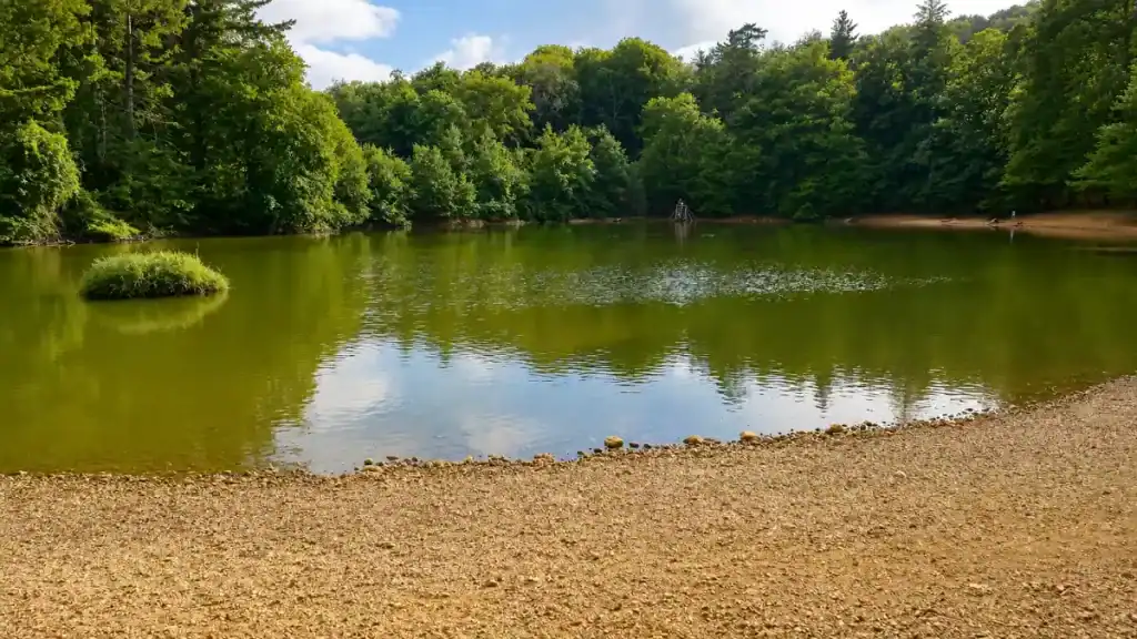 Still woodland lake ringed by beech trees inside Foresta Umbra nature reserve.