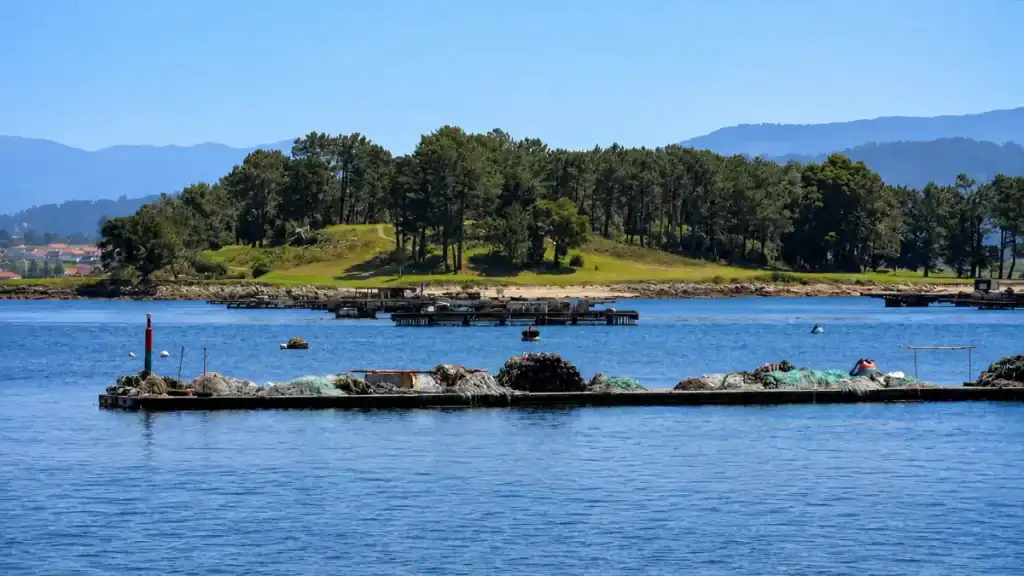 Fishing nets and crab pots piled on a dock with La Toja island's pine-covered shore behind