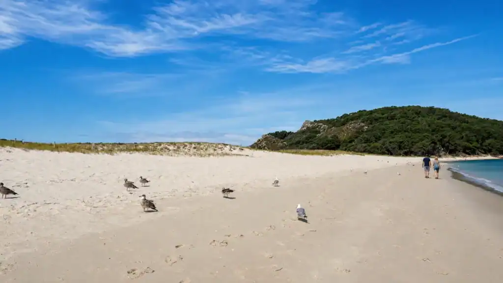 Seagulls resting on the white sand of Praia de Rodas with forested hills behind