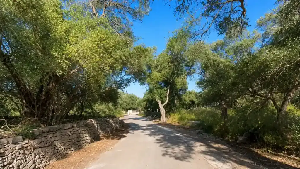 Narrow lane bordered by stone walls and olive groves near Magazia.