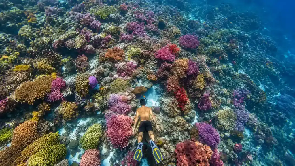 Snorkeler drifts above vivid coral gardens at Balicasag Island, a must-add stop for how many days in Bohol itineraries