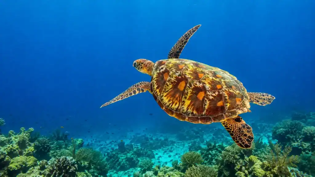A hawksbill turtle glides over the coral gardens of Balicasag Marine Sanctuary.