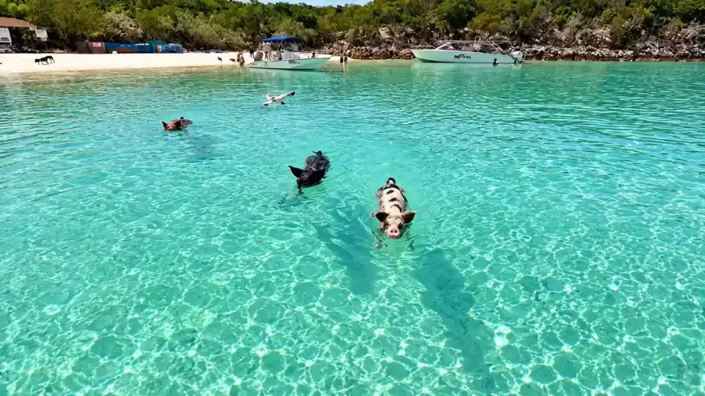 Pigs swim through clear turquoise water at Big Major Cay in Exuma