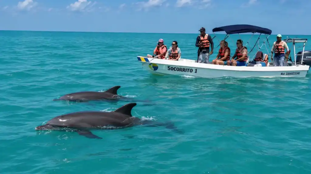 Bottlenose dolphins surface beside the Socorrito 1 tour boat in Sian Ka'an