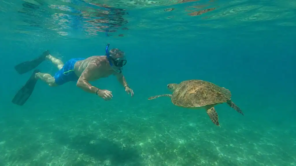 Snorkeler approaches a green sea turtle, proof Sian Ka'an is worth visiting