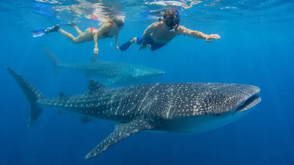 Two snorkelers swimming alongside a pair of whale sharks on a Holbox Whale Shark Tour
