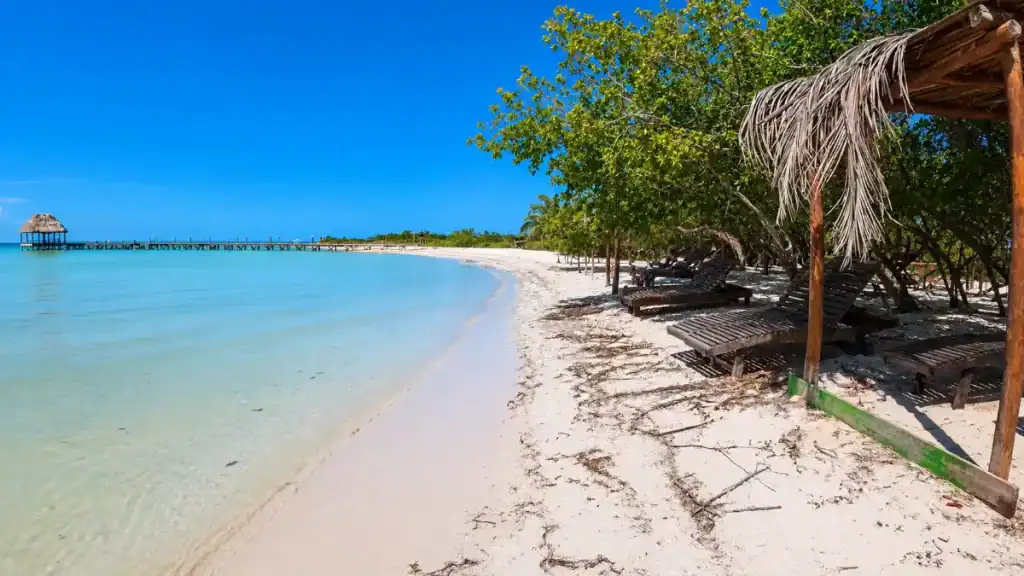 Empty wooden loungers shaded by mangroves along Punta Cocos beach