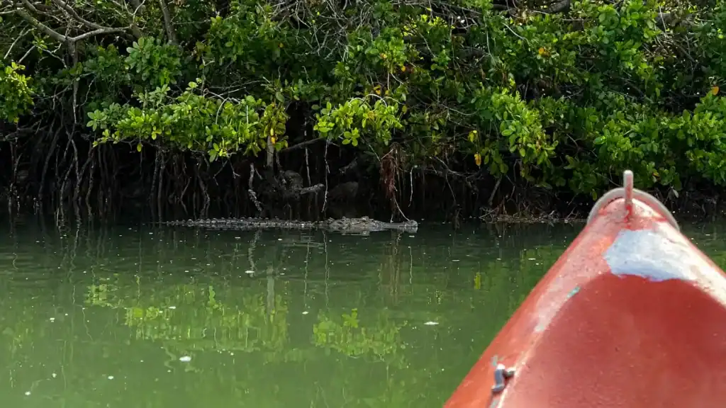 Crocodile floating near mangrove roots in Holbox's Yalahau lagoon