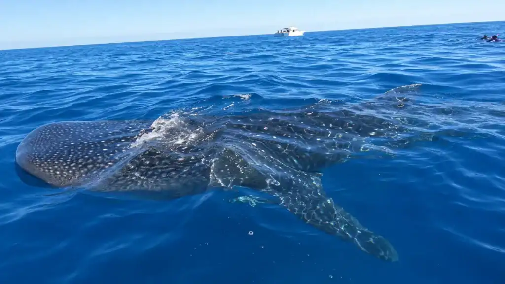 Whale shark surfacing near a charter boat during a Holbox Whale Shark Tour
