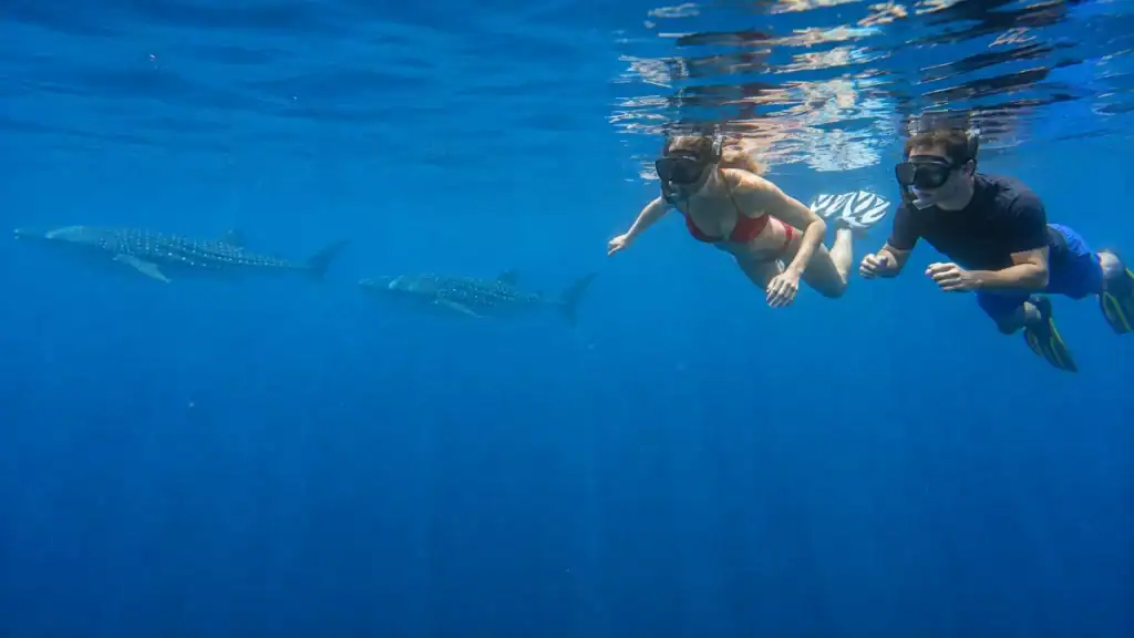 Two snorkelers swimming toward whale sharks in open blue water