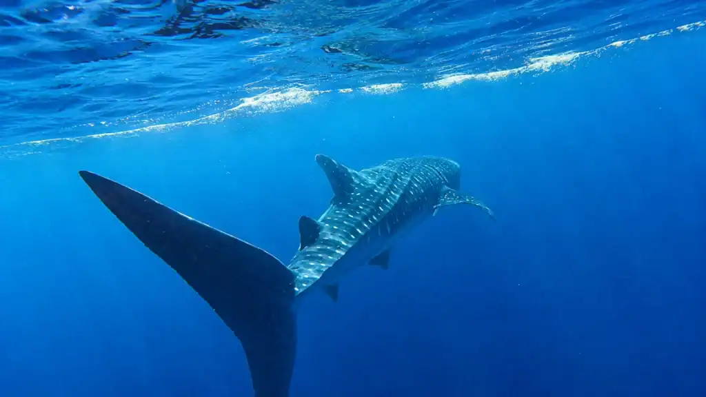 A whale shark glides beneath the surface near Holbox during peak sighting season.