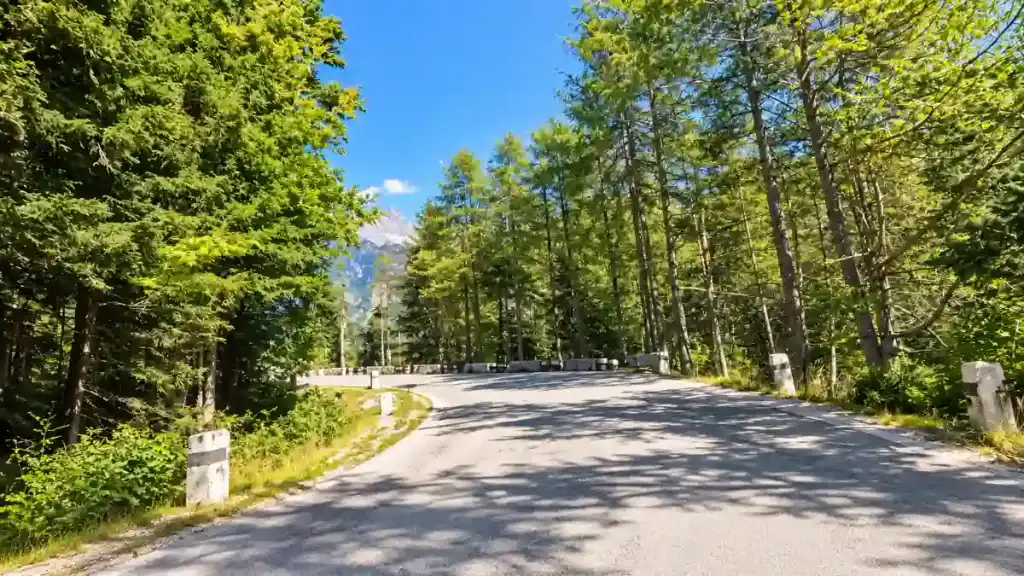 A wide switchback bend cuts through pine forest with a distant peak framed between the trees