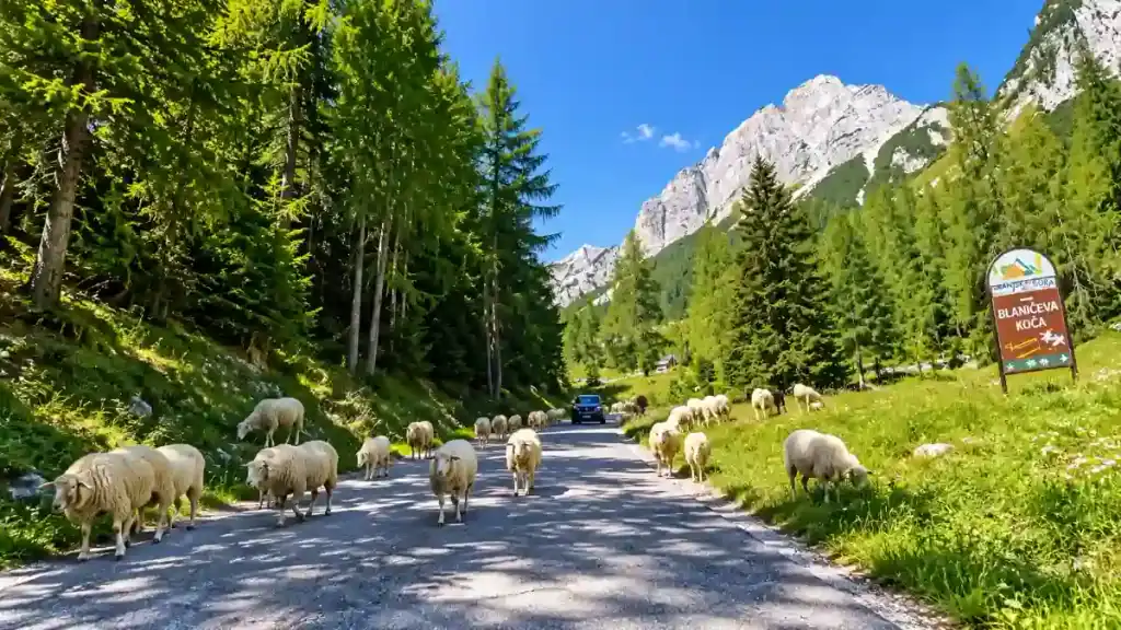 A flock of sheep blocks a mountain road on the Kranjska Gora side of the pass